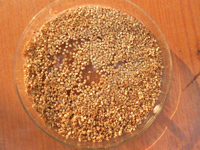 Organic Bhut Jolokia Seeds, Form : Dried