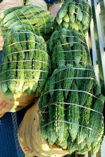 Organic Fresh Bitter Gourd, Color : Green