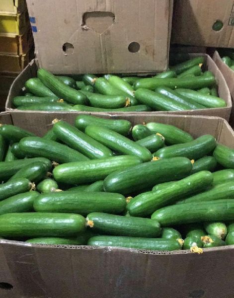 English cucumber, Color : Green