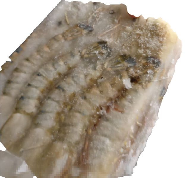 Frozen prawns, for Human Consumption, Style : Preserved