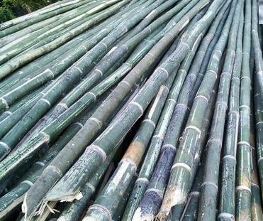 Assam Special Bamboo, Length : 20 to 22 Feet
