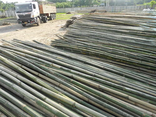 bamboo pole