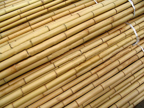 Raw bamboo, Length : 24 Feet