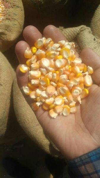 Common yellow corn animal feed, Shelf Life : 6 Months