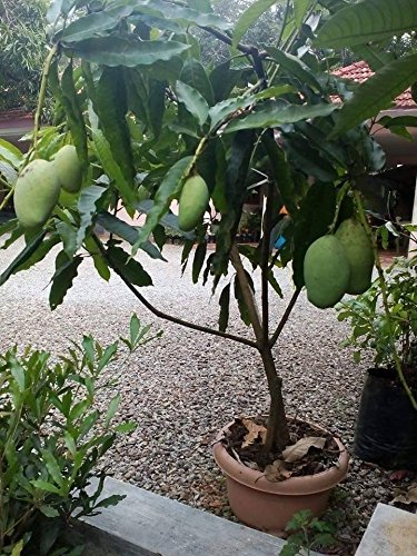 Mango Plant, Size : Large