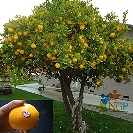 Orange Fruit Plant