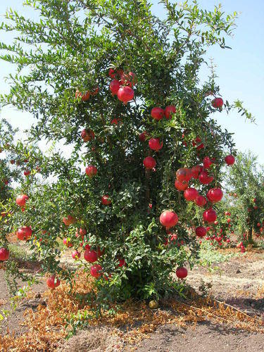 Pomegranate Plant, Color : Red
