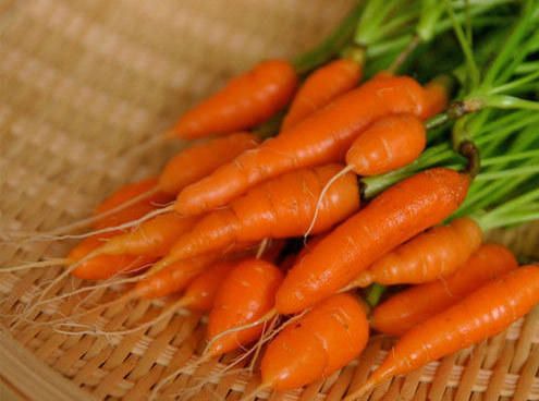 Organic Fresh Baby Carrot, for Food, Juice, Pickle, Snacks, Packaging Type : Jute Sack