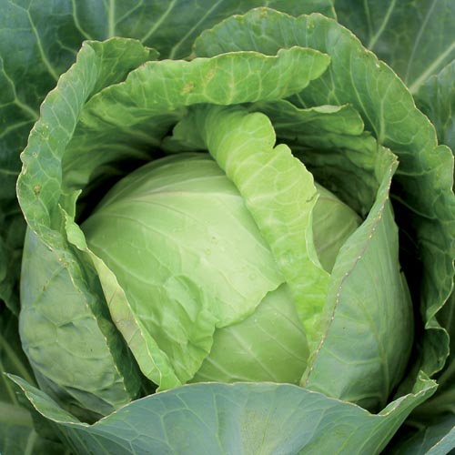 Organic Fresh Green Cabbage