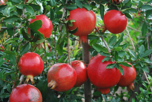 Organic Fresh High Quality Pomegranate, Packaging Size : 20-25kg