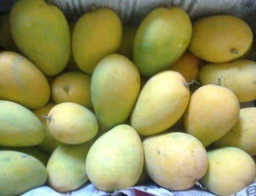 Fresh Himsagar Mango, Shelf Life : 7 DAYS