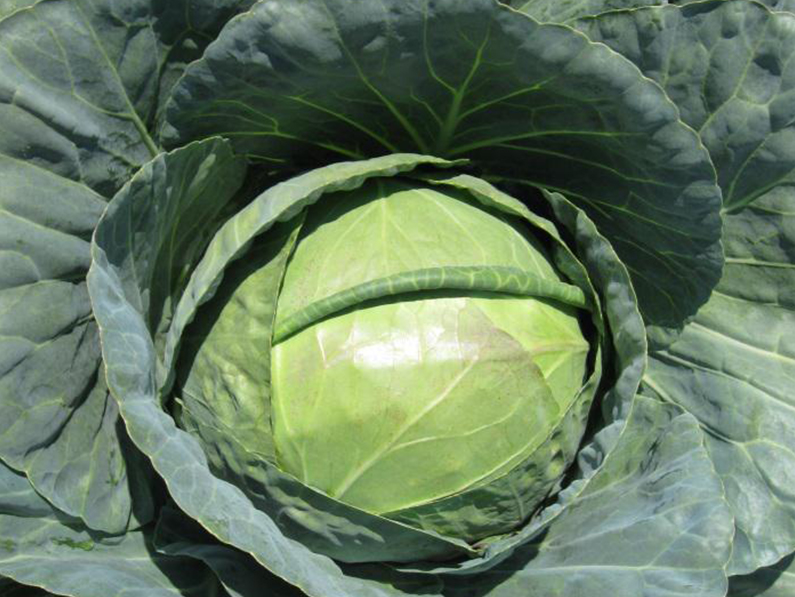 Fresh Hybrid Cabbage, for Pesticide Free