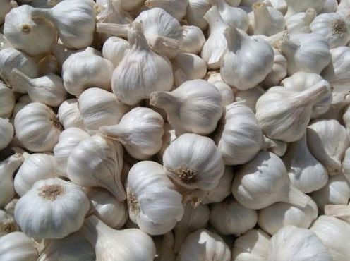 Organic Fresh Ooty Garlic, Packaging Type : Gunny Bags, Plastic Bags