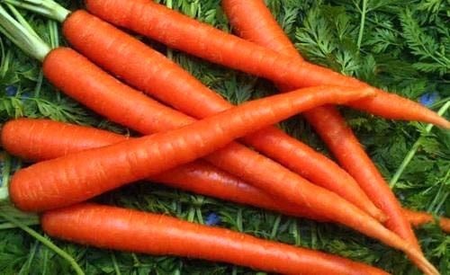 Fresh Organic Carrot, for Food, Packaging Type : PP Bags