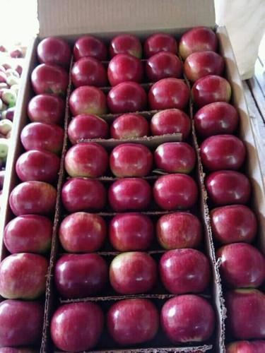 Fresh Organic Shimla Apple