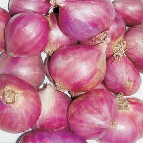 Fresh Sambar Onion