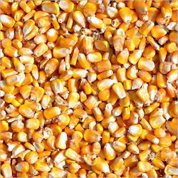 High Quality Maize Seeds