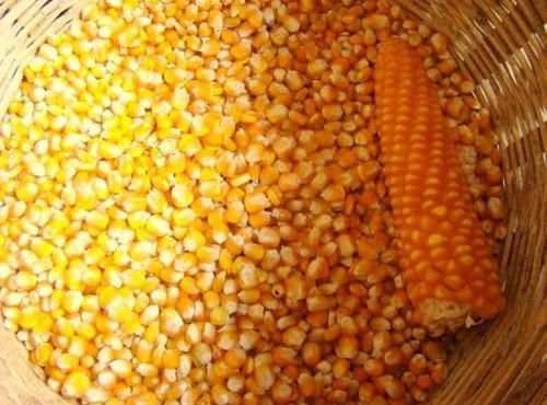 Organic Pure Maize Seeds, for Human Consuption, Packaging Type : Plastic Pouch, Vaccum Pack