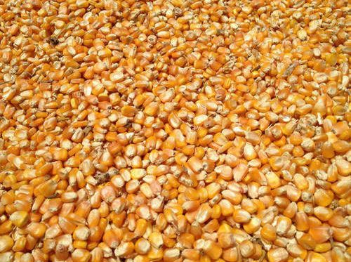Organic Whole Maize Seeds, for Animal Feed, Human Consuption