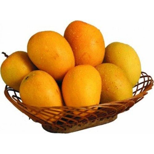 Organic Alphonso Mango, For Direct Consumption, Food Processing, Style : Natural
