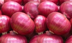 Oval Organic fresh red onion, for Human Consumption, Style : Natural