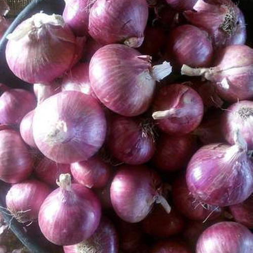 Organic A Grade Red Onion, for Cooking, Packaging Type : Loose