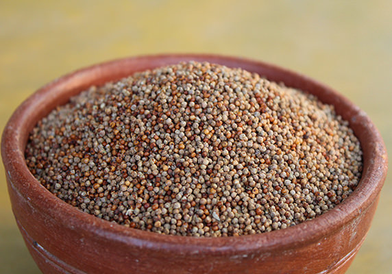 Organic Pearl Millets, for Cattle Feed, Style : Dried