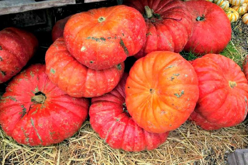 Fresh Red Pumpkin