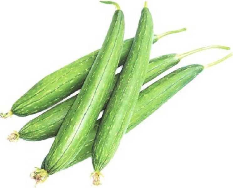Organic Fresh Sponge Gourd, for Human Consumption, Cooking, Packaging Type : Plastic Packet, Plastic Bag