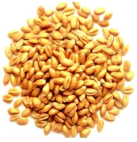 Hybrid Wheat Seeds