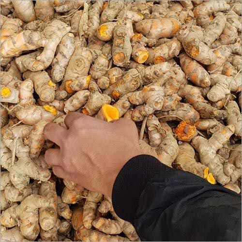 Turmeric Finger, Color : Yellow