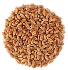Organic Long Grain Wheat Seeds, Packaging Size : 10-20kg