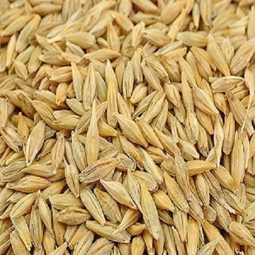 Natural Barley Seeds