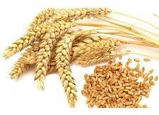 Organic Natural Wheat Seeds, Packaging Size : 100gm, 10kg, 25kg