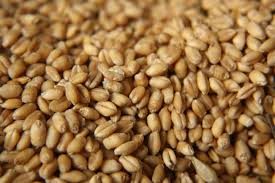 Organic Nutrition Wheat Seeds, Feature : Natural Taste, Non Harmul