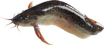 Fresh Magur Fish