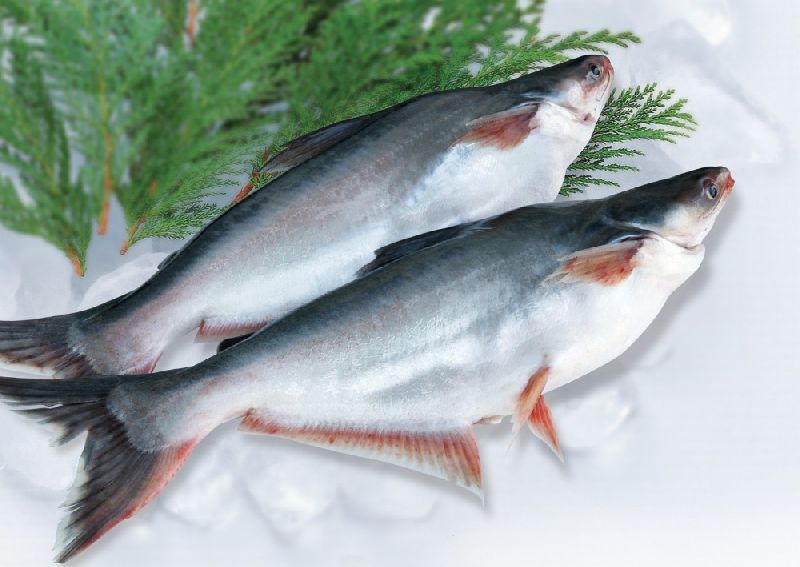 Fresh Pangasius Fish, for Restaurants, Packaging Type : Vacuum Pack