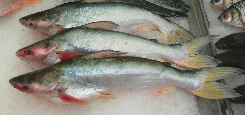 Hybrid Pangasius Fish