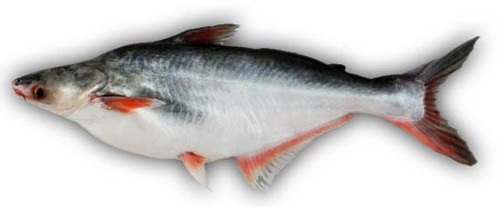 Indian Pangasius Fish