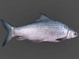 Live Mrigal Naini Fish