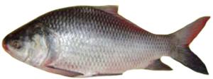 Silver Catal Fish, Type : Fresh