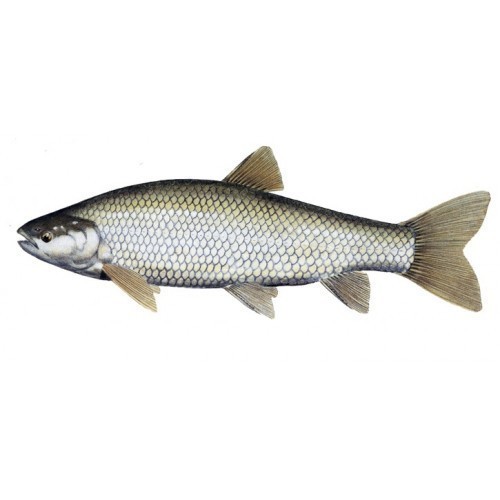 Silver Grass Carp Fish