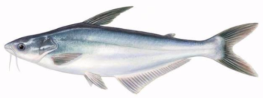 Silver Pangasius Fish