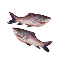 Silver Rohu Fish