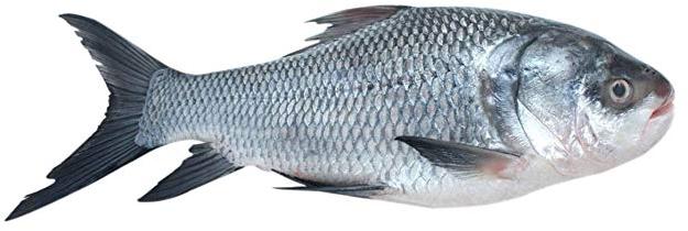 Whole Catla Fish, Type : Fresh