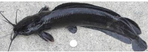 Whole Magur Fish, Feature : High nutritional value, Rich taste