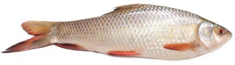 Whole Rohu Fish