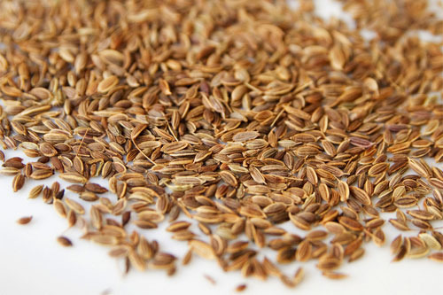 Fresh Dill Seeds, Packaging Type : Box, Packet