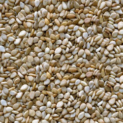 Organic Indian Sesame Seeds, Style : Natural