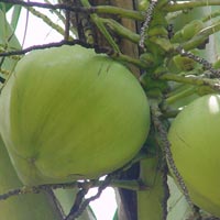 Organic tender coconut, Color : Green